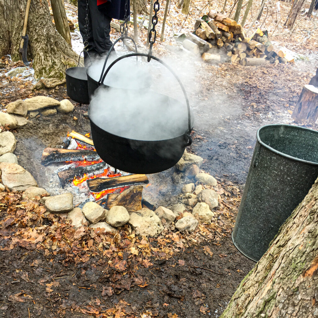 Maple Syrup Harvest