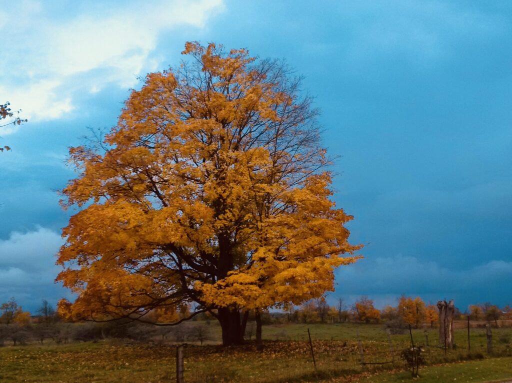 The best fall colours in Caledon