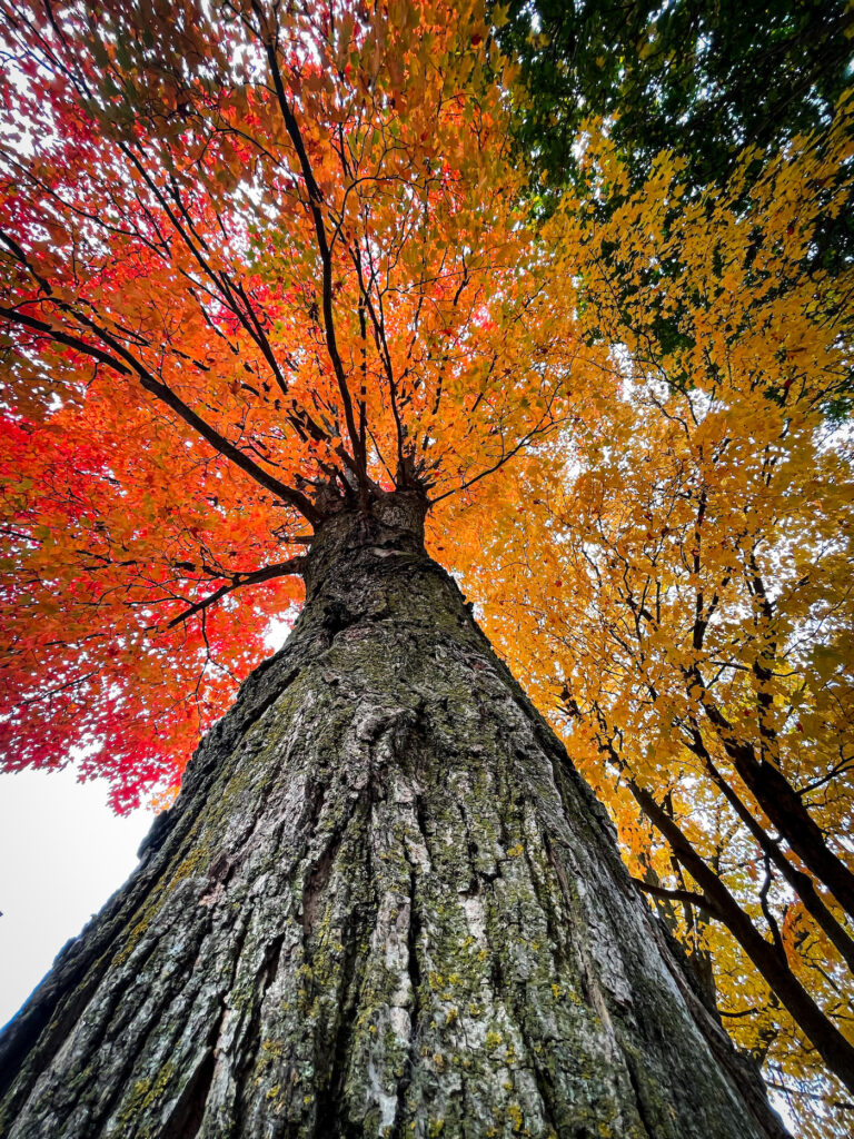 Colourful trees in Ontario this autumn